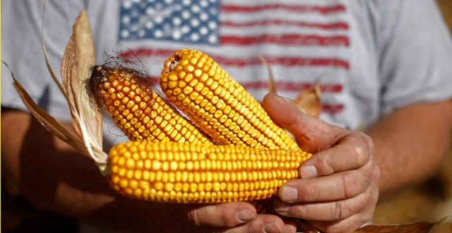 Uso de milho para etanol jos EUA diminui 6% em dezembro