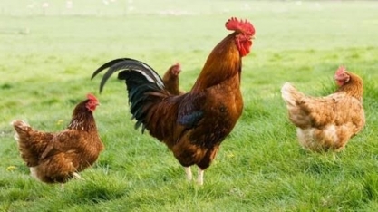 Gripe aviária atinge mamíferos no Reino Unido: há riscos para humanos?