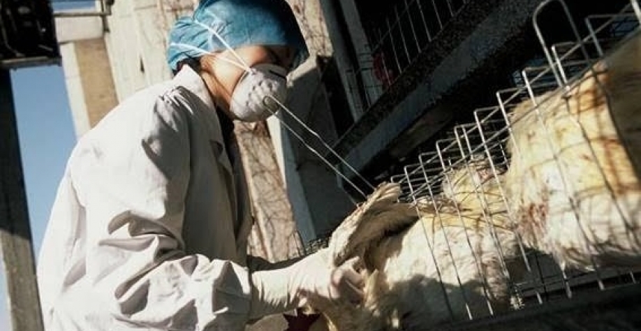 Ministério da Agricultura publica livro digital sobre a gripe aviária