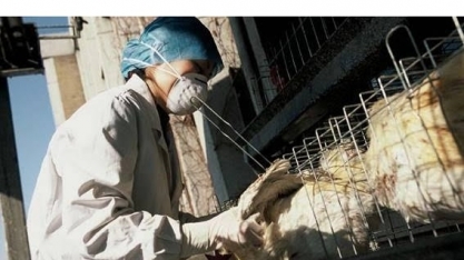 Ministério da Agricultura publica livro digital sobre a gripe aviária