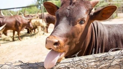 Governo aguarda exame de tipificação da vaca louca para ir à China