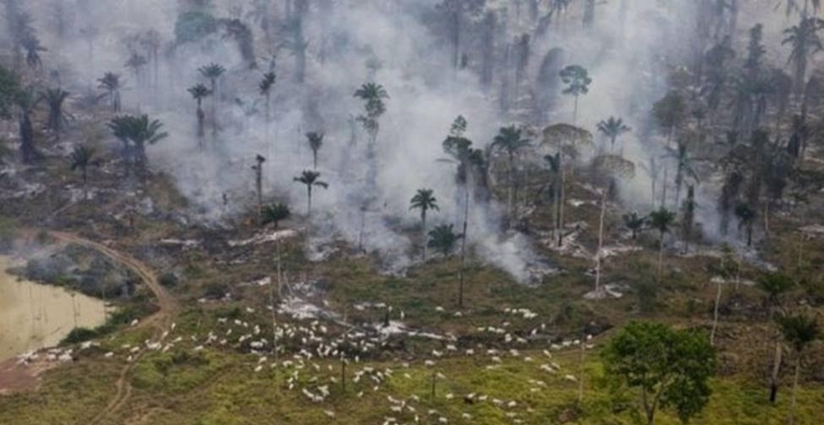 Desmatamento na Amazônia tem queda de 61% em janeiro, aponta Inpe