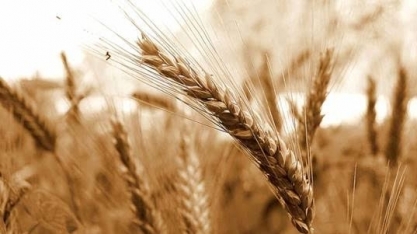 Seca ameaça produção de trigo nos EUA apesar do aumento da área plantada