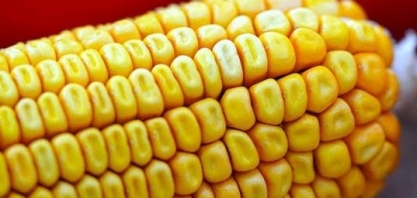 Brasil consome menos milho do que estava previsto