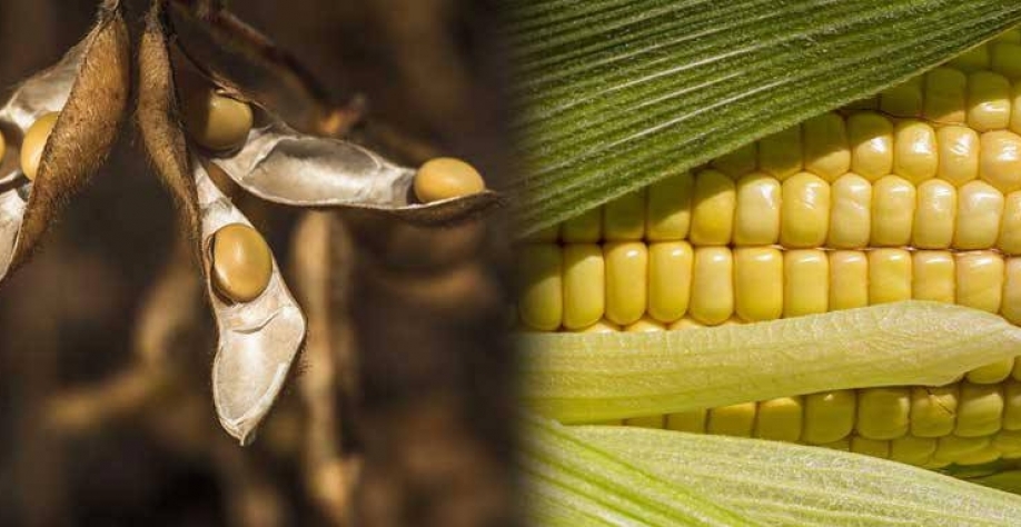 Conab vê leve alta na safra de soja e reduz previsões para o milho 