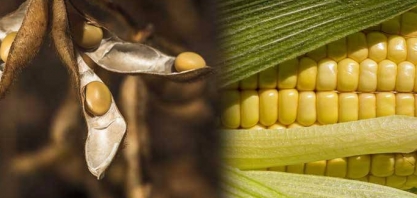 Conab vê leve alta na safra de soja e reduz previsões para o milho 