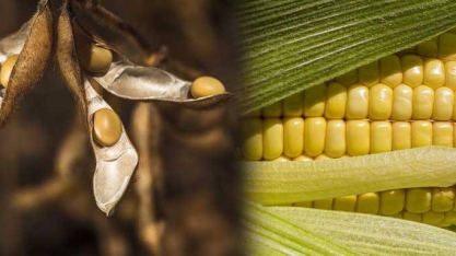 Conab vê leve alta na safra de soja e reduz previsões para o milho 