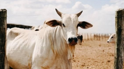 Vaca Louca: autoembargo com a China pode ser revisto