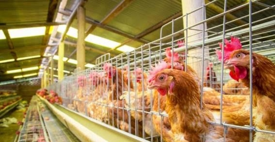 Argentina confirma 9º caso de gripe aviária