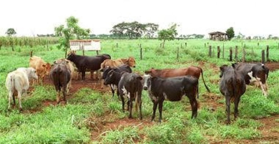 Pastos degradados podem ser recuperados para diversas culturas. Foto  Marco Antonio Andrade Estadão 22 01 1996