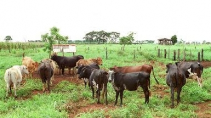 Brasil tem uma Suécia para ampliar produção do agronegócio