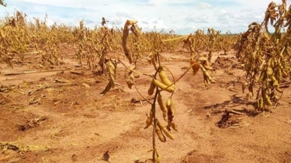 Seca faz RS perder 35 milhões de toneladas de soja e milho em quatro safras
