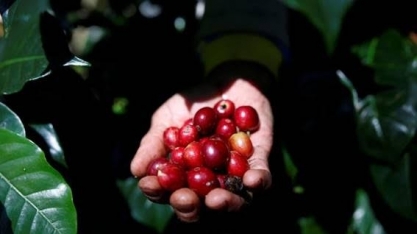 Exportações globais de café verde caem 7,7% em dezembro, diz OIC