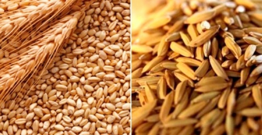 Produção de trigo supera a de arroz na região Sul