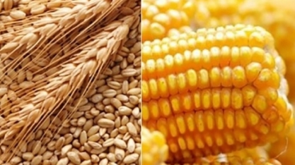 Agricultores dos EUA aumentarão plantio de milho e trigo na safra 2023/24