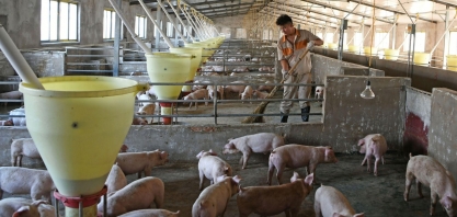 BNDES aprova R$ 100 mi para Agroceres criar granja em Paranavaí (PR)