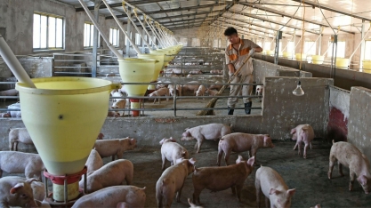 BNDES aprova R$ 100 mi para Agroceres criar granja em Paranavaí (PR)