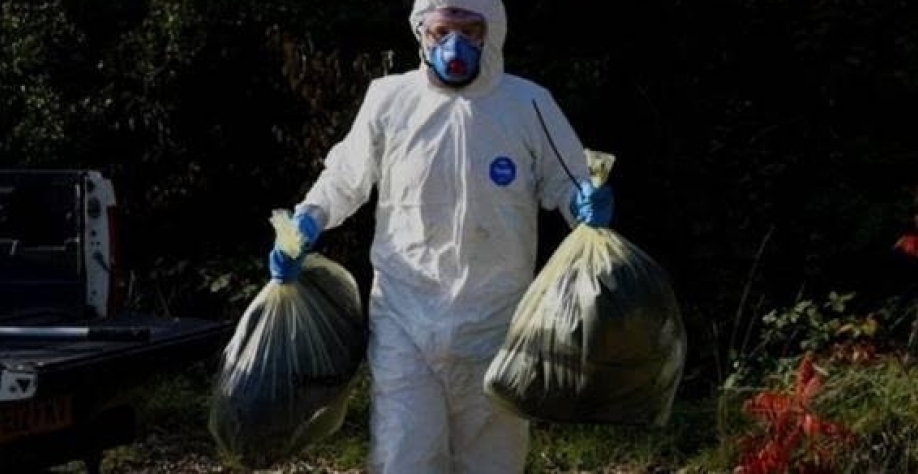 Por que o Brasil permanece em alerta máximo para gripe aviária