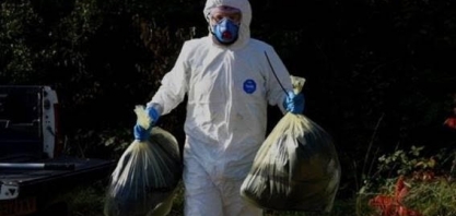 Por que o Brasil permanece em alerta máximo para gripe aviária