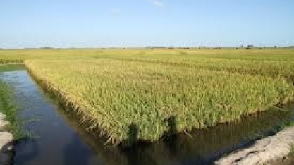Arroz: Análise Conjuntural Agromensal Cepea/Esalq/USP de Fevereiro/2023