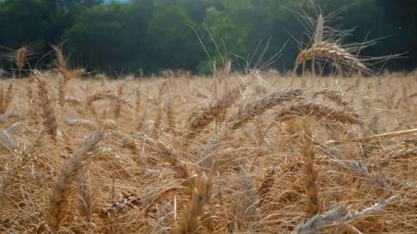 Argentina alertam para prejuízo em safras de US$ 20 bi com seca e geada