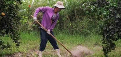  O dilema da produção de orgânicos no Brasil