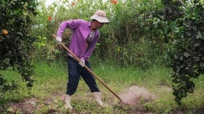  O dilema da produção de orgânicos no Brasil