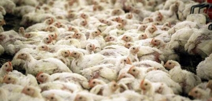 Brasil endurece medidas para barrar entrada de gripe aviária no país
