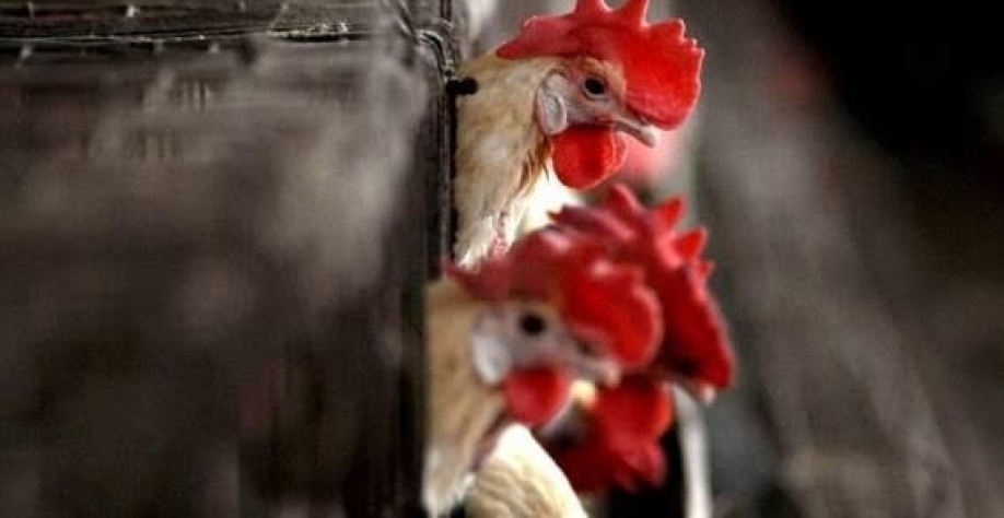 Contenção da doença envolve o abate de aves. Foto: Reprodução/Mídias sociais