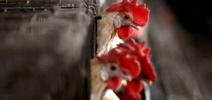 Gripe aviária derruba exportações no Chile