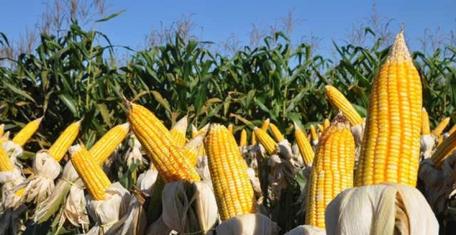 China avança em compras antecipadas do milho safrinha do Brasil 