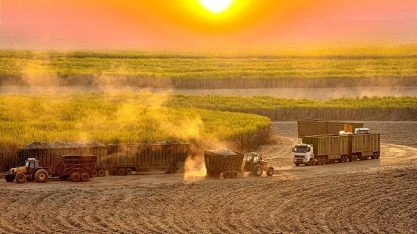 Cana: Moagem no Centro-Sul deve ser de 597 mi/t; produtividade cresce 7%