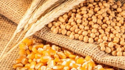 Grãos têm queda generalizada