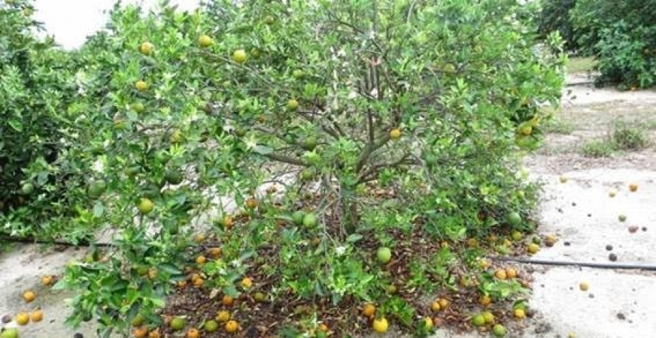 Flórida: Cultivo de laranjas vive forte crise e Brasil aumenta exportações