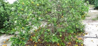 Flórida: Cultivo de laranjas vive forte crise e Brasil aumenta exportações