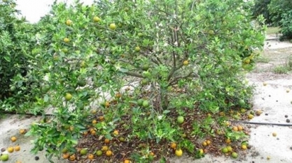 Flórida: Cultivo de laranjas vive forte crise e Brasil aumenta exportações