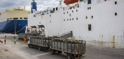 Boi: Marrocos recebe 1º carregamento de animal vivo do Brasil