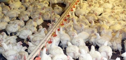 Produção menor na Europa abre portas para o Brasil