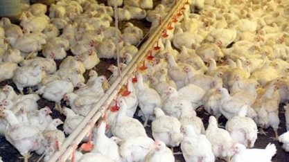 Produção menor na Europa abre portas para o Brasil