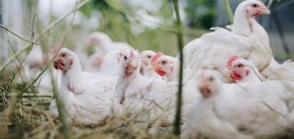 Frango: Análise Conjuntural Agromensal Cepea/Esalq/USP de Fevereiro/2023