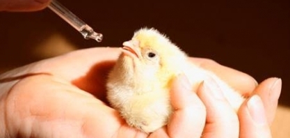 Genética avícola: Receita com exportação sobe 86,2% em fevereiro ante 2022