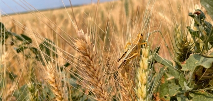 Trigo: Análise Conjuntural Agromensal Cepea/Esalq/USP de Fevereiro/2023