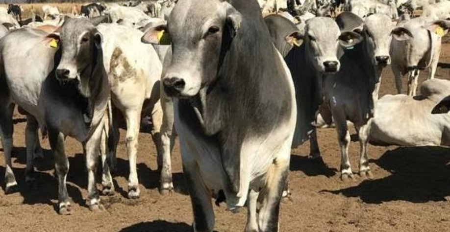 Pecuaristas acreditam que preço da arroba, atualmente entre R$ 270 e R$ 280, pode ultrapassar R$ 320 após a suspensão do embargo à carne bovina brasileira - Divulgação