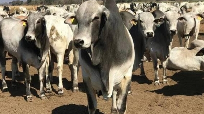 Pecuária vê ampliação das exportações e aumento do preço da carne bovina
