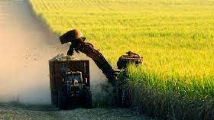 Cana: Centro-Sul processa 608,29 mil t na 1ª quinzena de março, + 327,32%