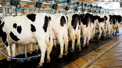 Quem toma leite ajuda a pecuária a ser carbono zero, diz Embrapa