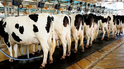 Após alta no campo, leite já cai no varejo