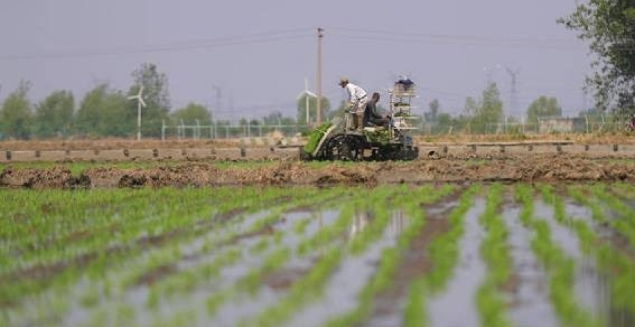 Agricultores transplantam mudas de arroz na província de Liaoning, na China - Yang Qing - 19.mai.2022 Xinhua