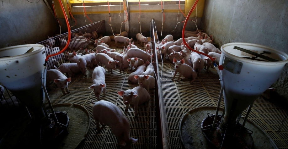 Granjas da China lutam contra novo surto de peste suína africana