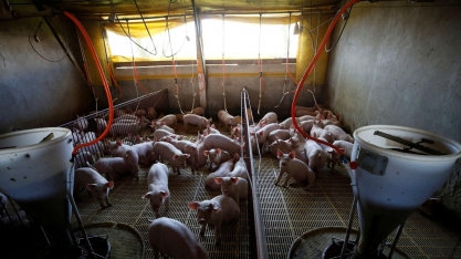 Granjas da China lutam contra novo surto de peste suína africana